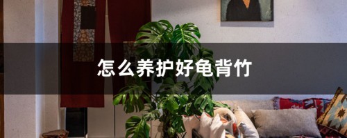 怎么养护好龟背竹，龟背竹有哪些品种