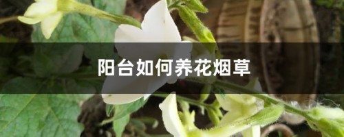 阳台如何养花烟草，需要注意什么