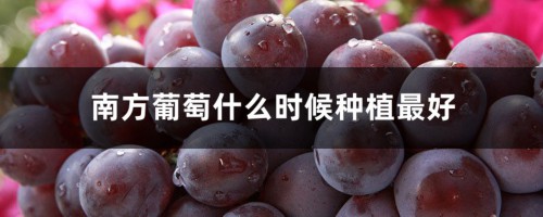 南方葡萄什么时候种植最好，选什么品种