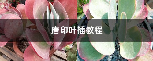 唐印叶插教程