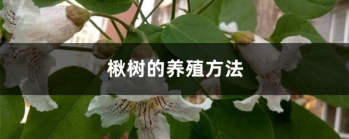 楸树的养殖方法