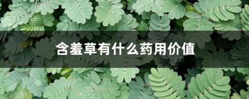 含羞草有什么药用价值