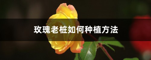 玫瑰老桩如何种植