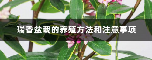 瑞香盆栽的养殖方法和注意事项