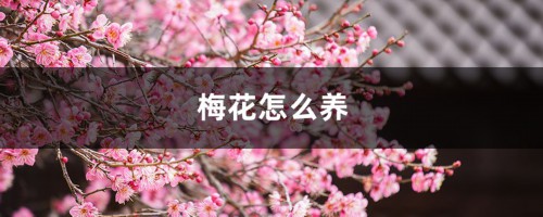 梅花怎么养