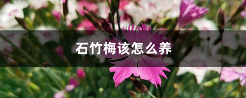 石竹梅该怎么养