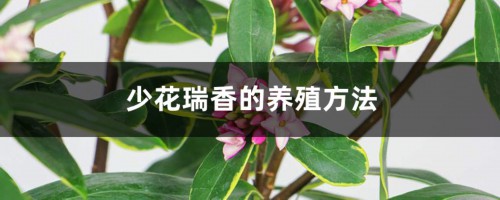 少花瑞香的养殖方法