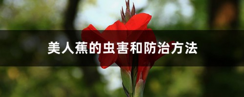 美人蕉的虫害和防治方法