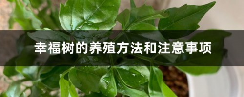 幸福树的养殖方法和注意事项