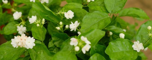 室内盆栽最香的花