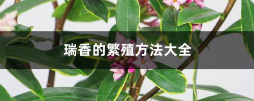 瑞香的繁殖方法大全