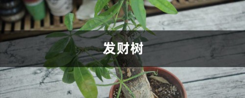 视频：发财树绿萝夏天这样浇水，叶子绿出油！