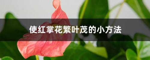 使红掌花繁叶茂的小方法